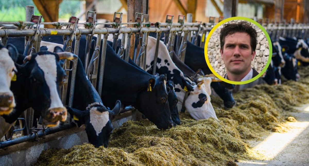 Koeien Endendijk Koeien Endendijk