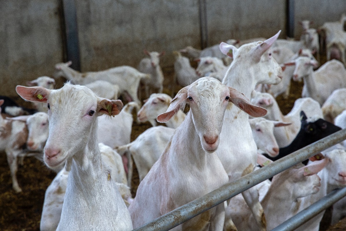 Geitenhouderij Geitenhouderij