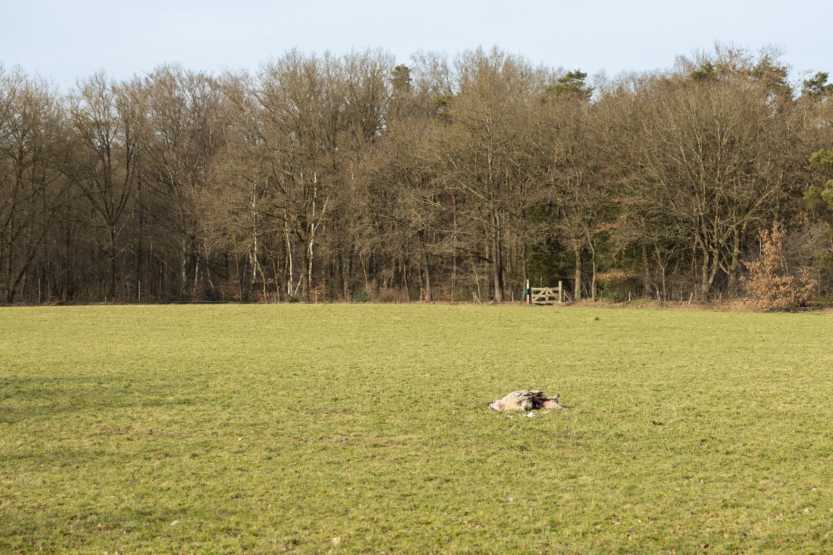 Schapen