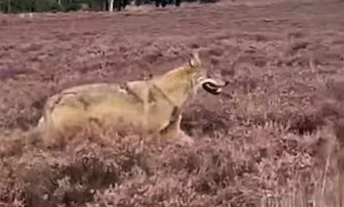 Wolf