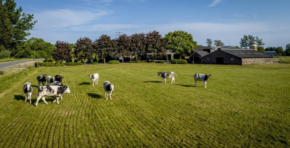 boeren