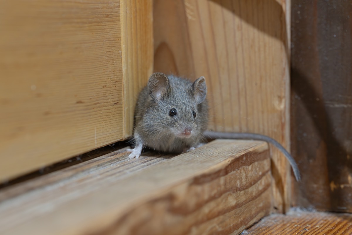 Muis Muis