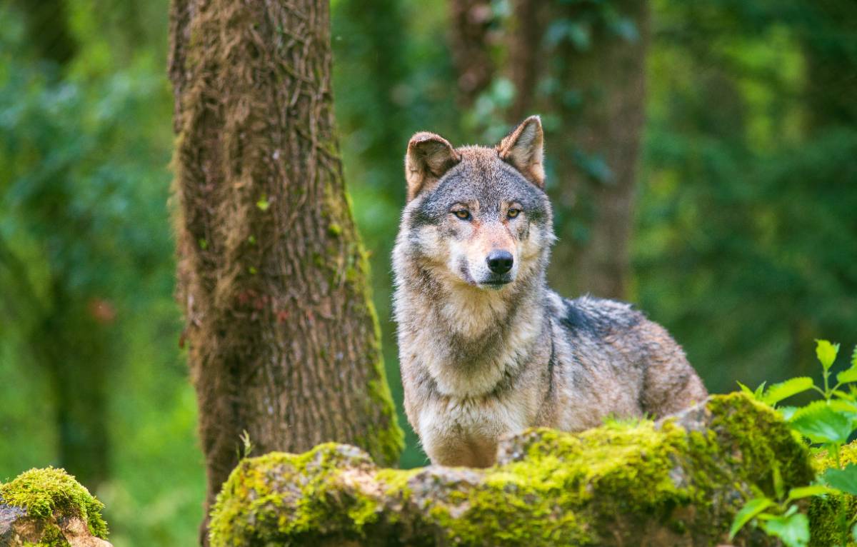 wolf