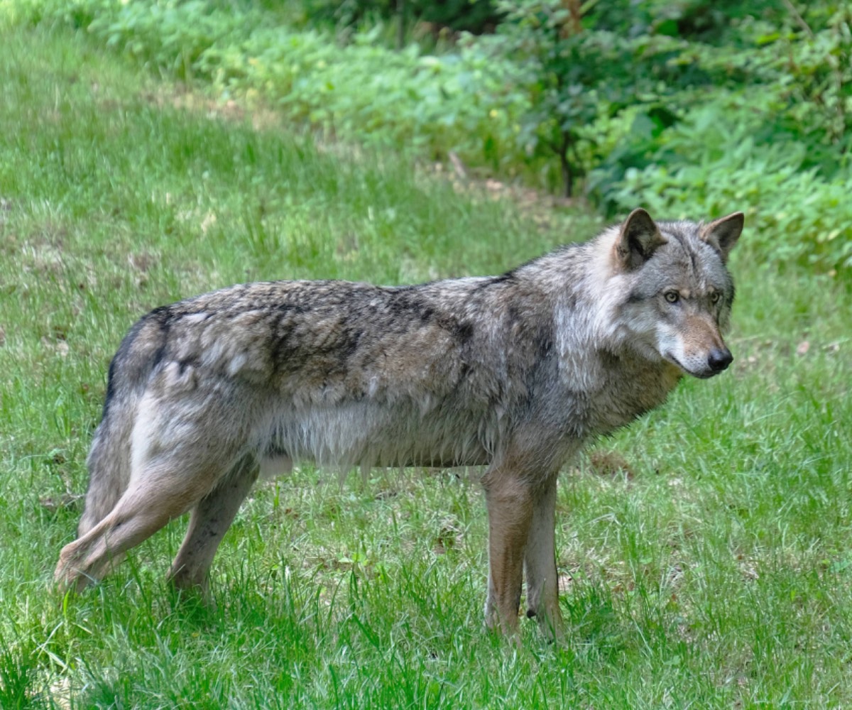 wolf