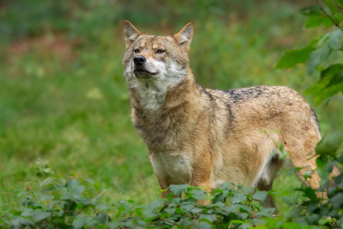 Wolf