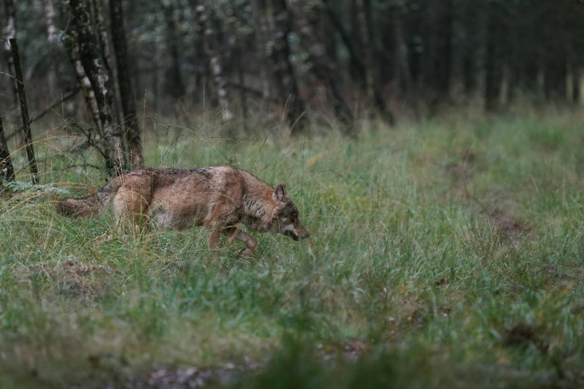 wolf