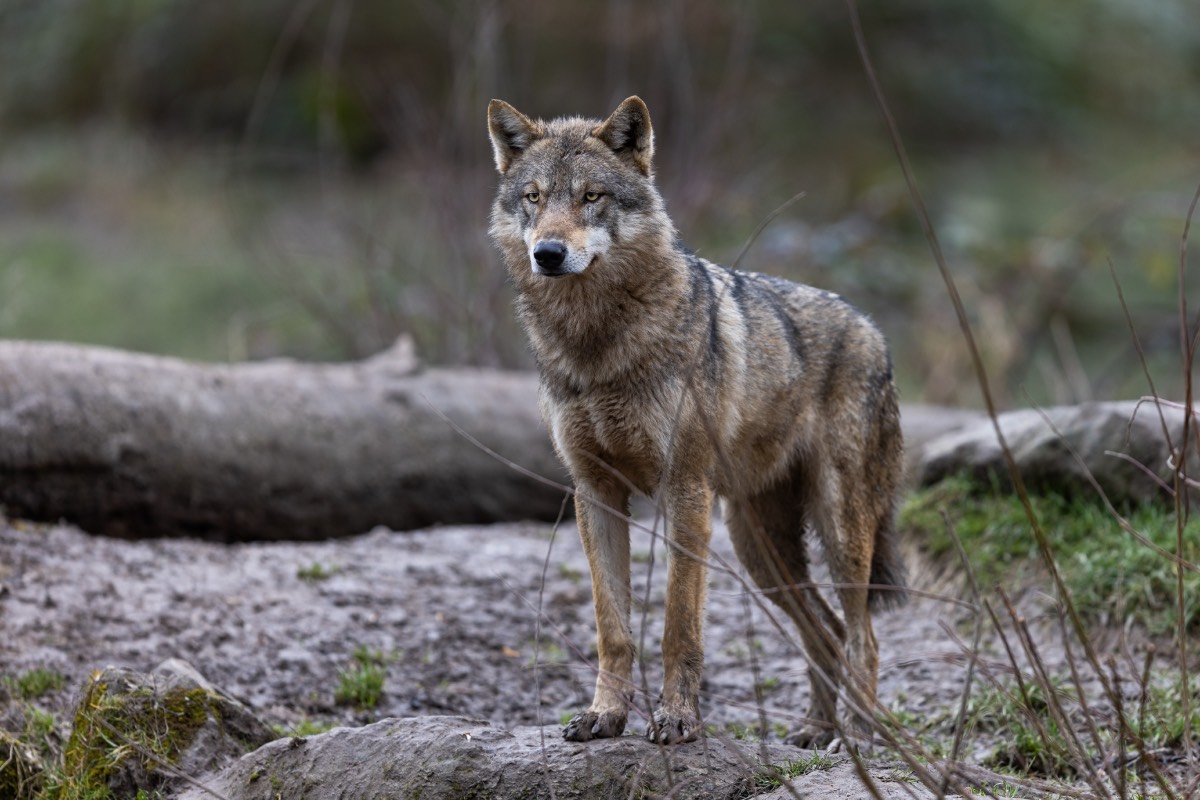 Wolven