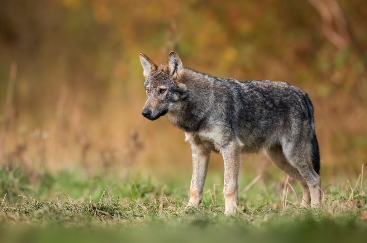 Wolf