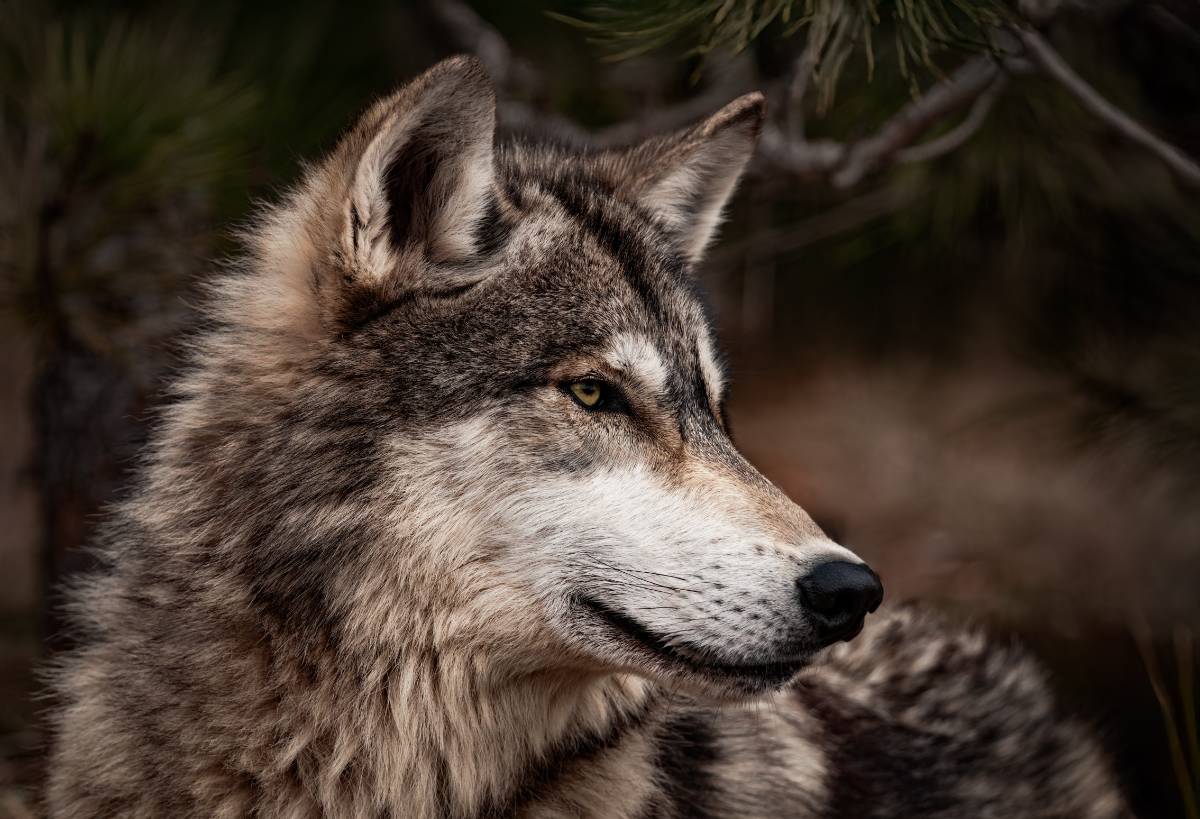 wolf