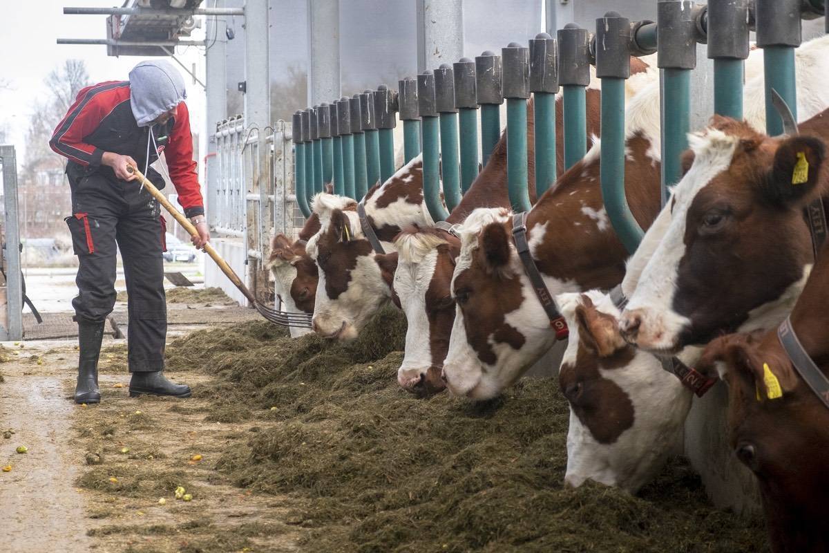 boeren boeren