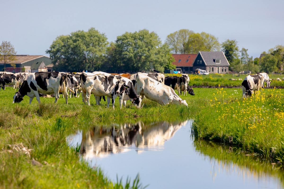 Boerengrond