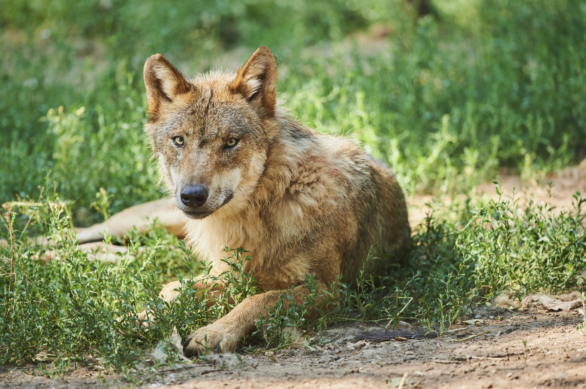 Wolf
