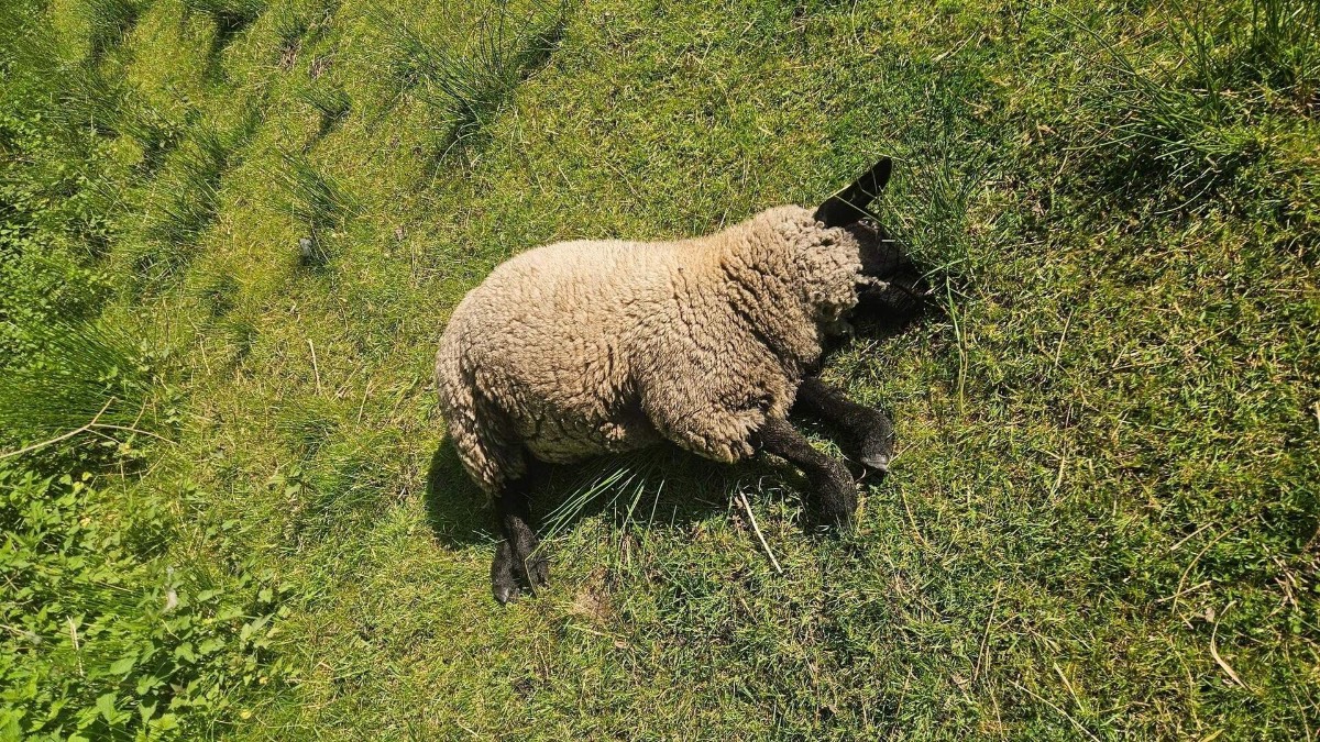 Schaap