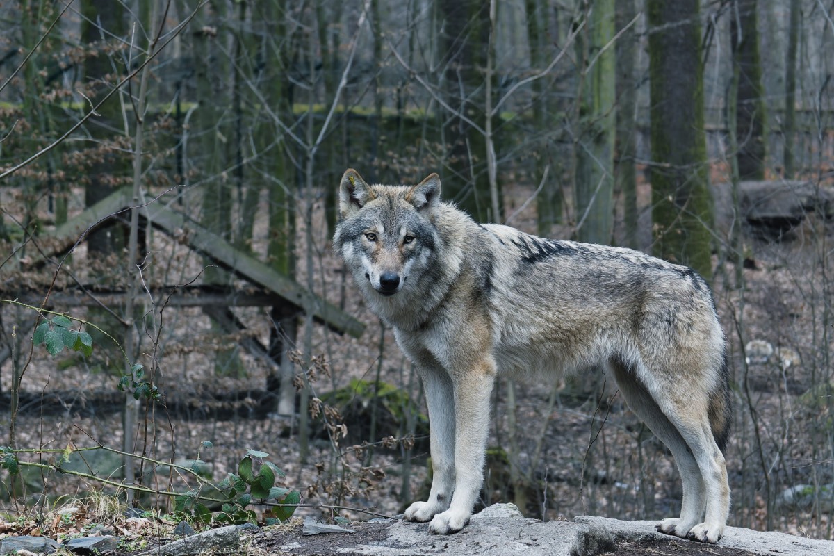 wolf