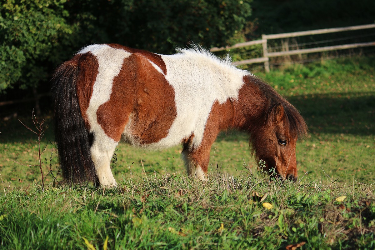 Pony