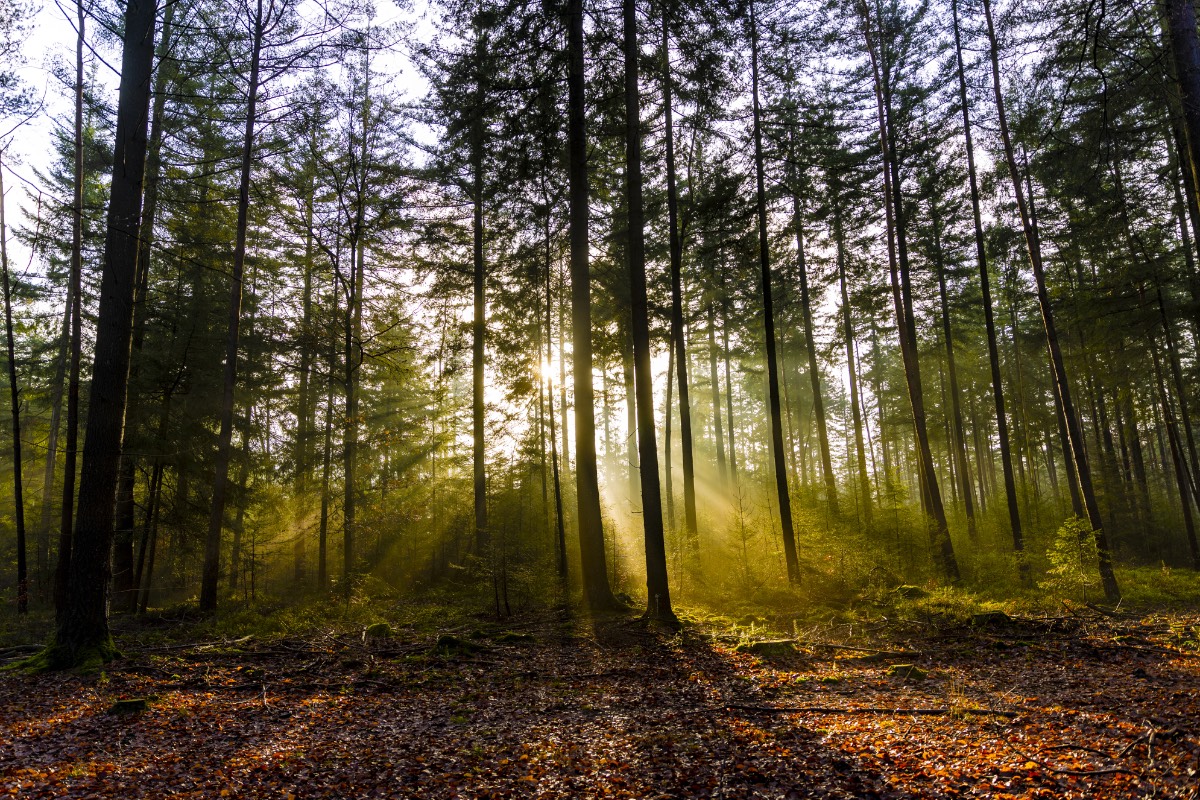 Veluwe