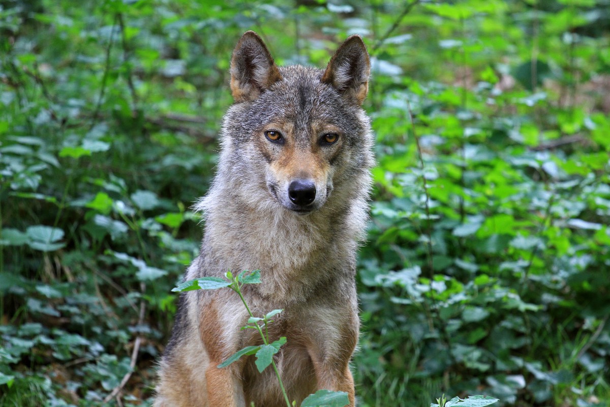 Wolf