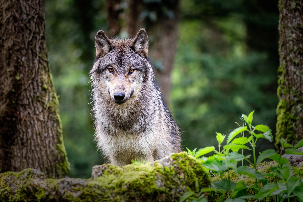 Wolf Wolf