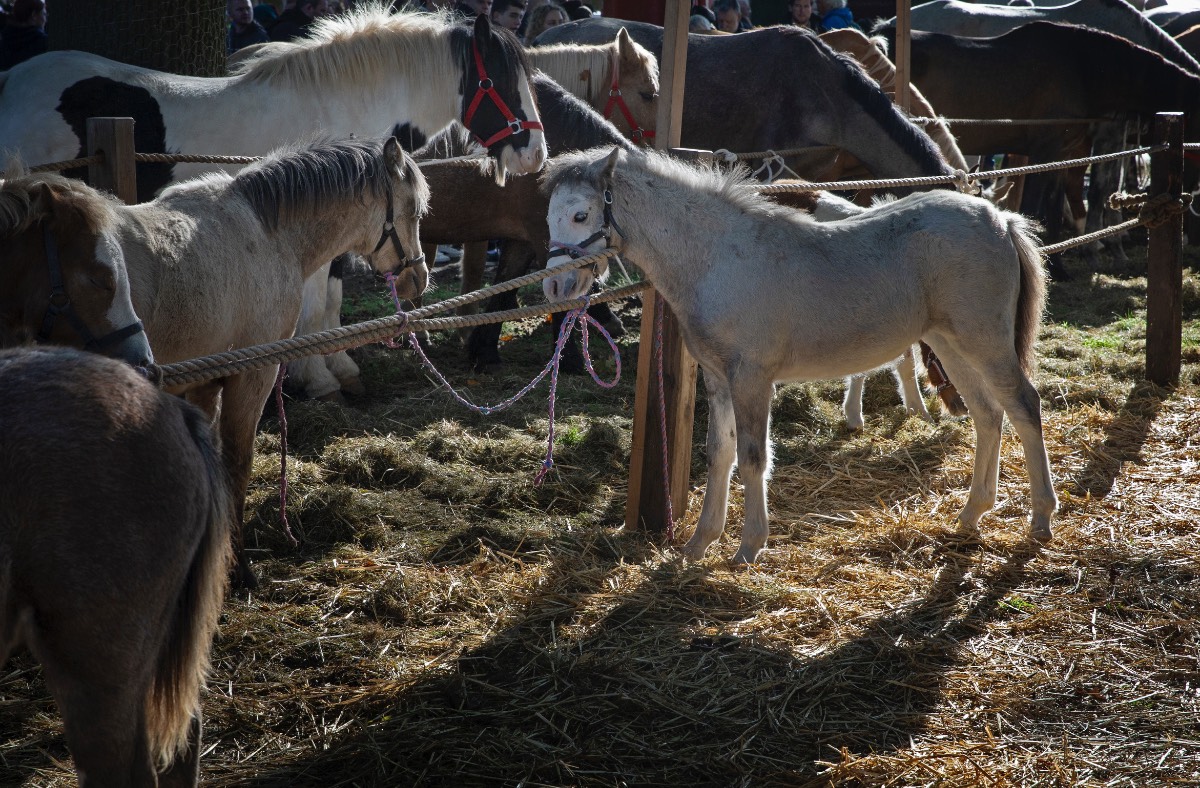 Paardenmarkt Hedel Paardenmarkt Hedel