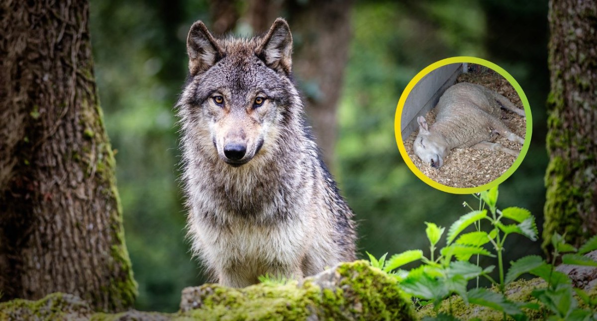 Wolf schaap Wolf schaap