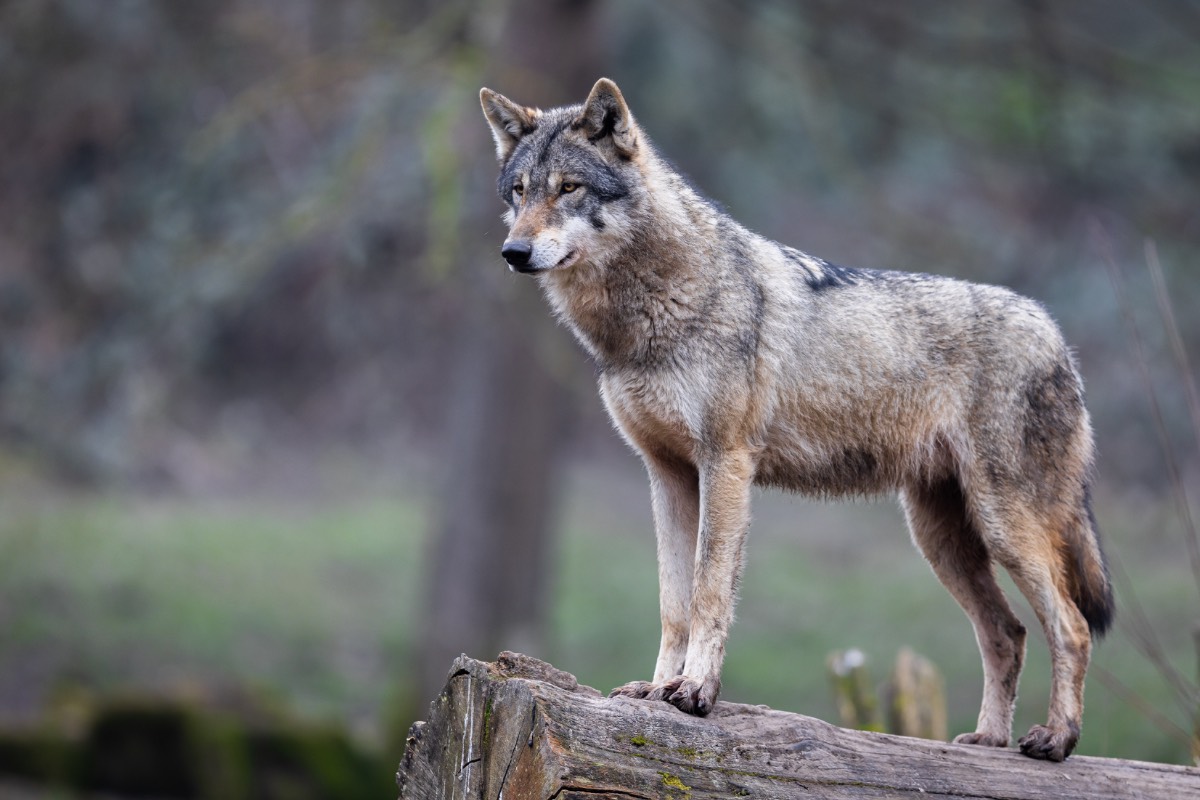 Wolf