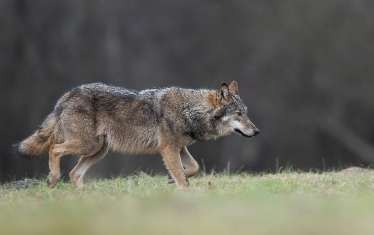 wolf wolf