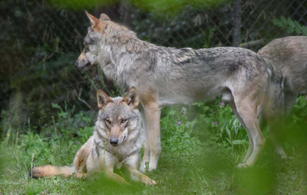 Wolf