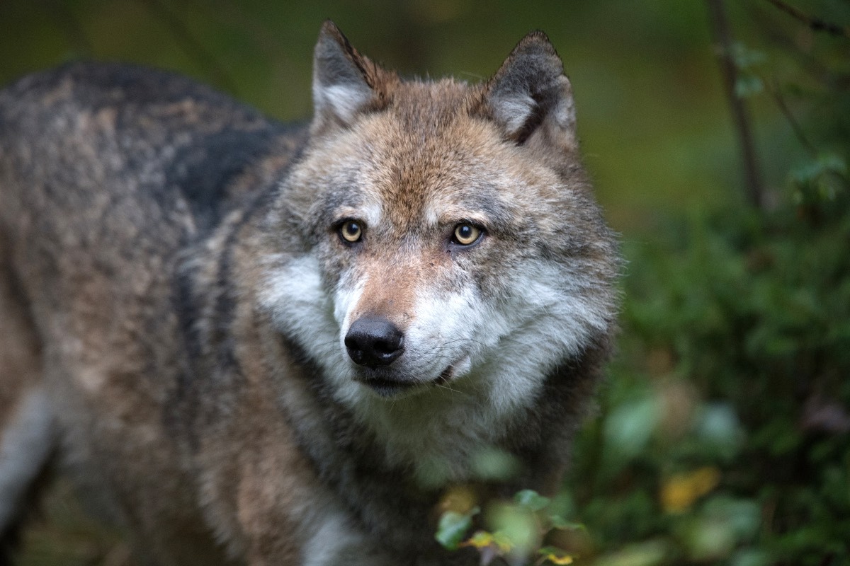Wolf