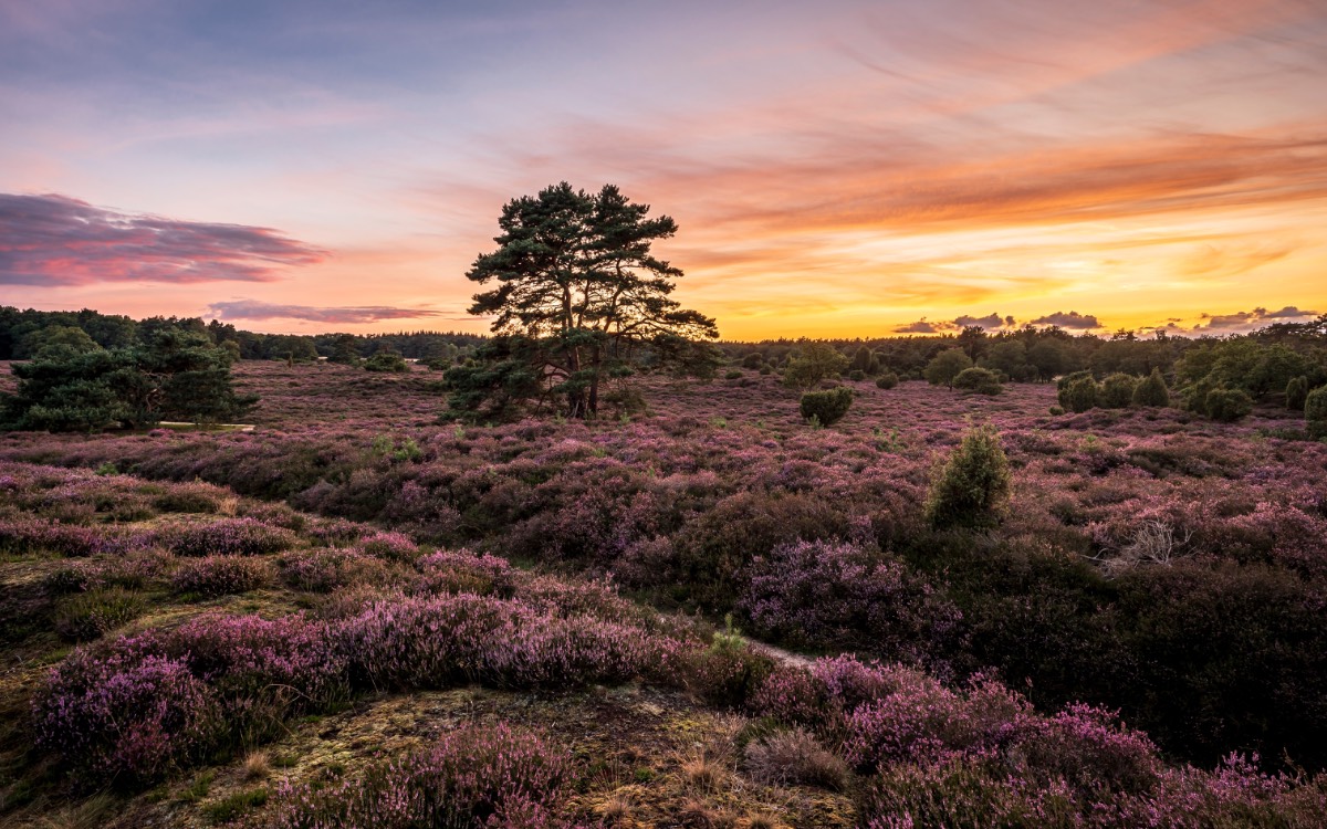 Heide Heide